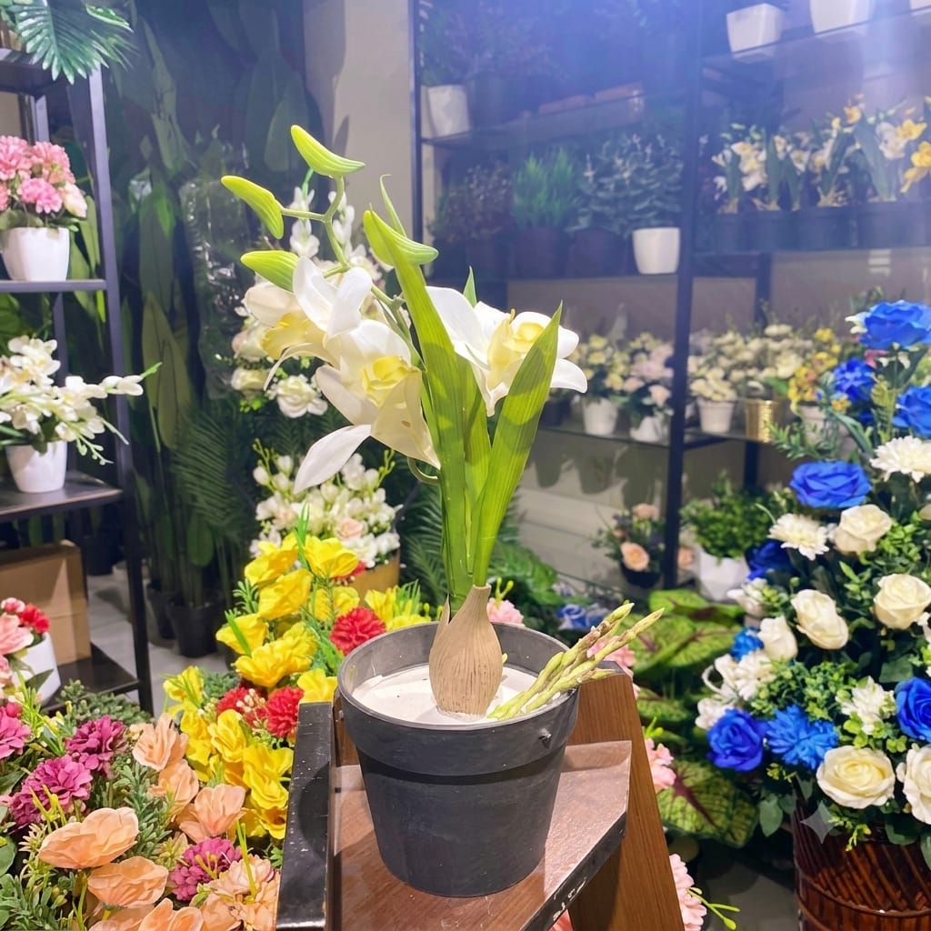 Small Pot orchids