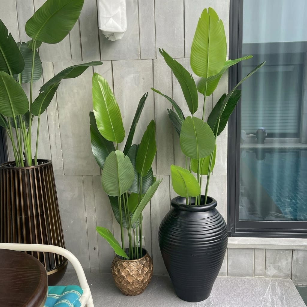 Banana Plant