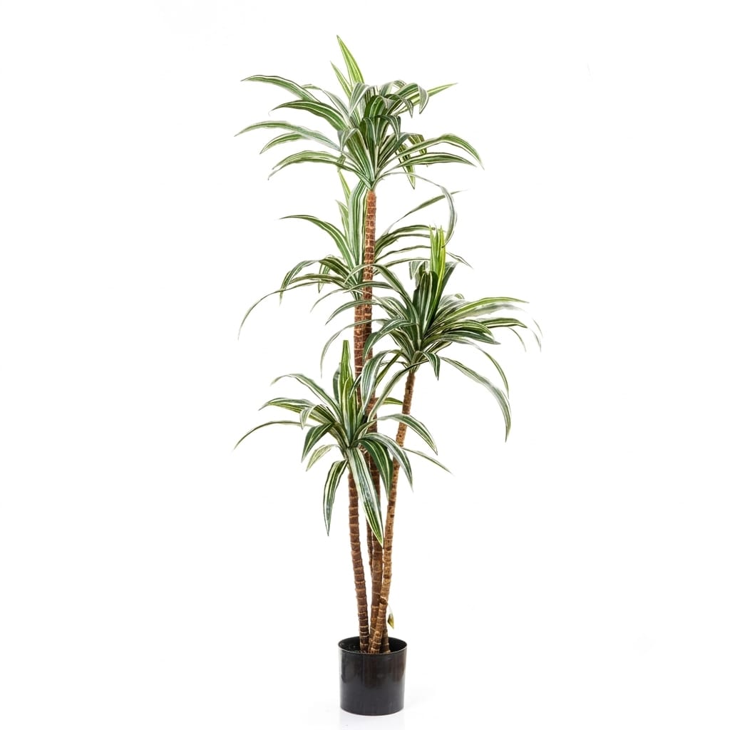 Variegated Dracena Plant