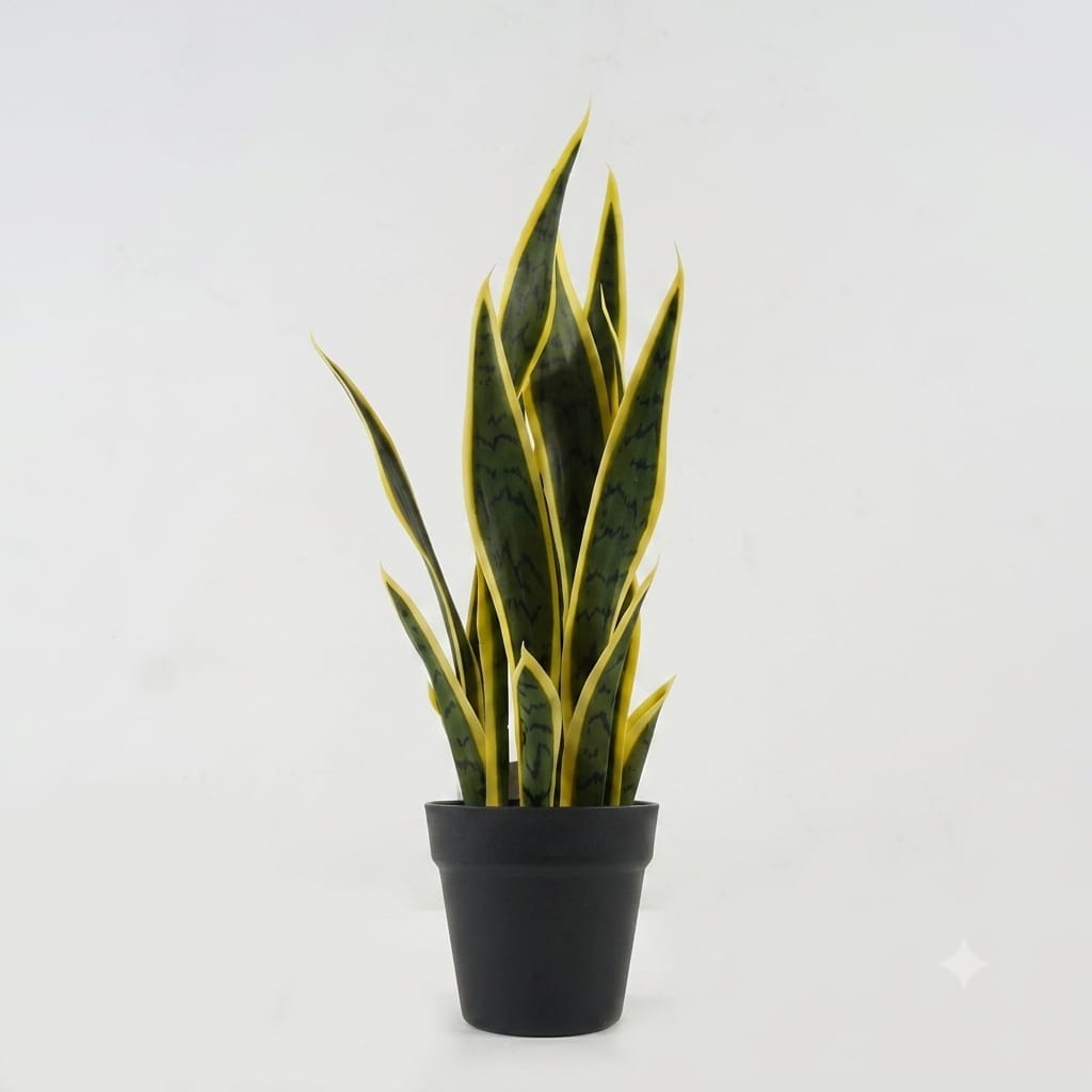 Premium Snake Plant (small)