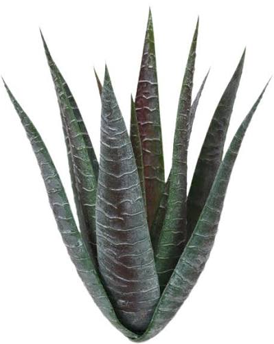 Alovera With Fiber Planter