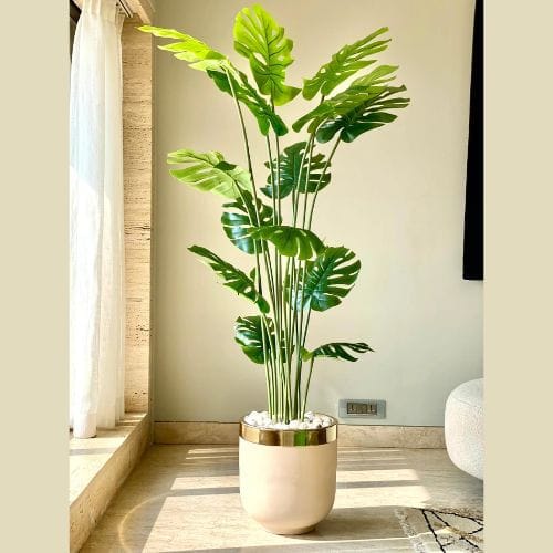 Monestera Plant With Fiber Planter