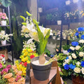 Small Pot orchids