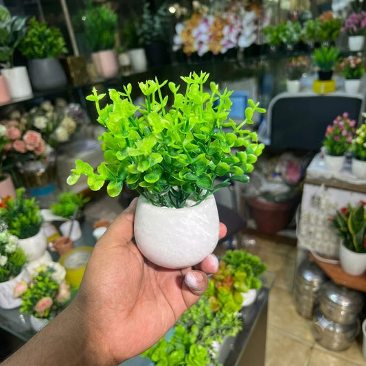 Marble Succulents