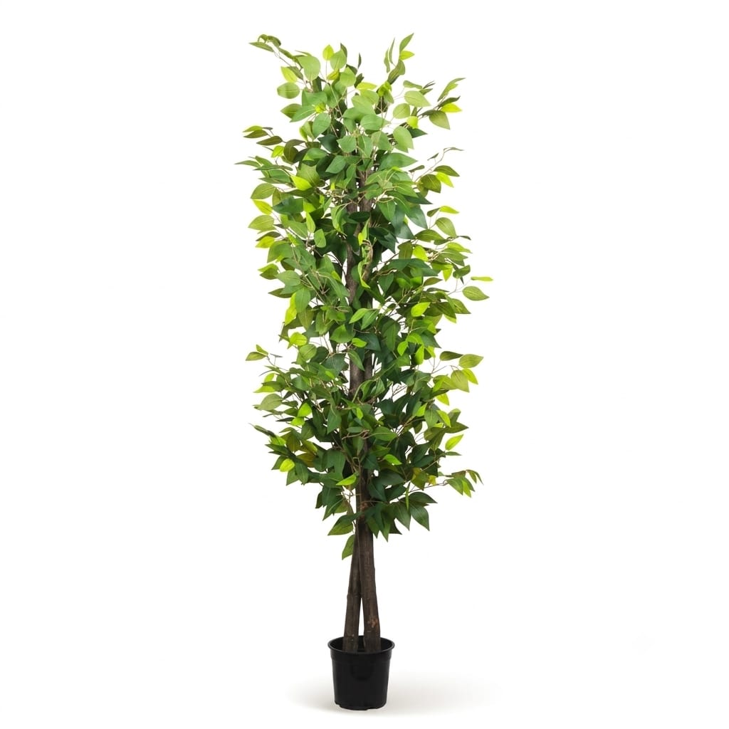 Ficus Tree