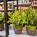 Flowers Pots Premium