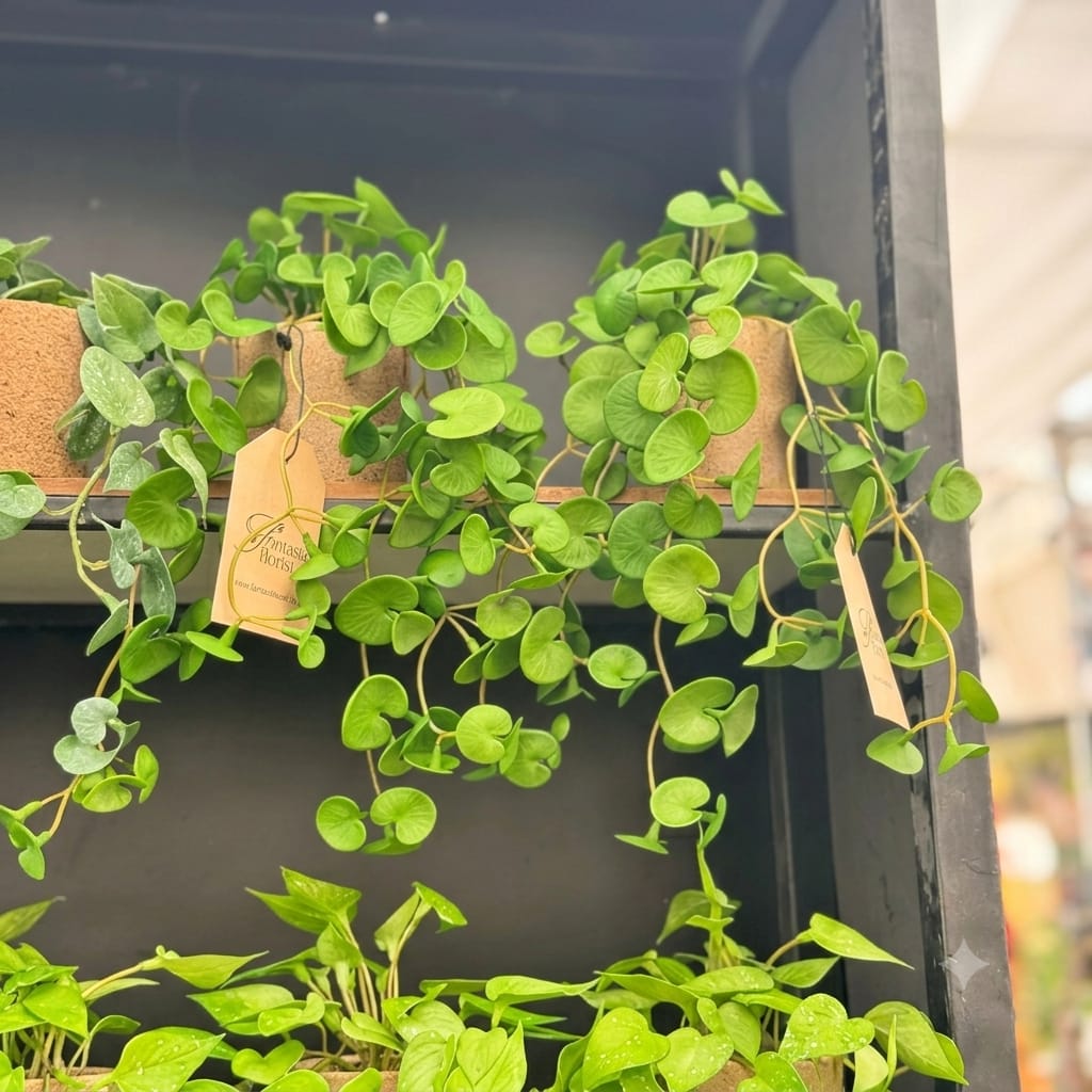 Real looking hanging plants