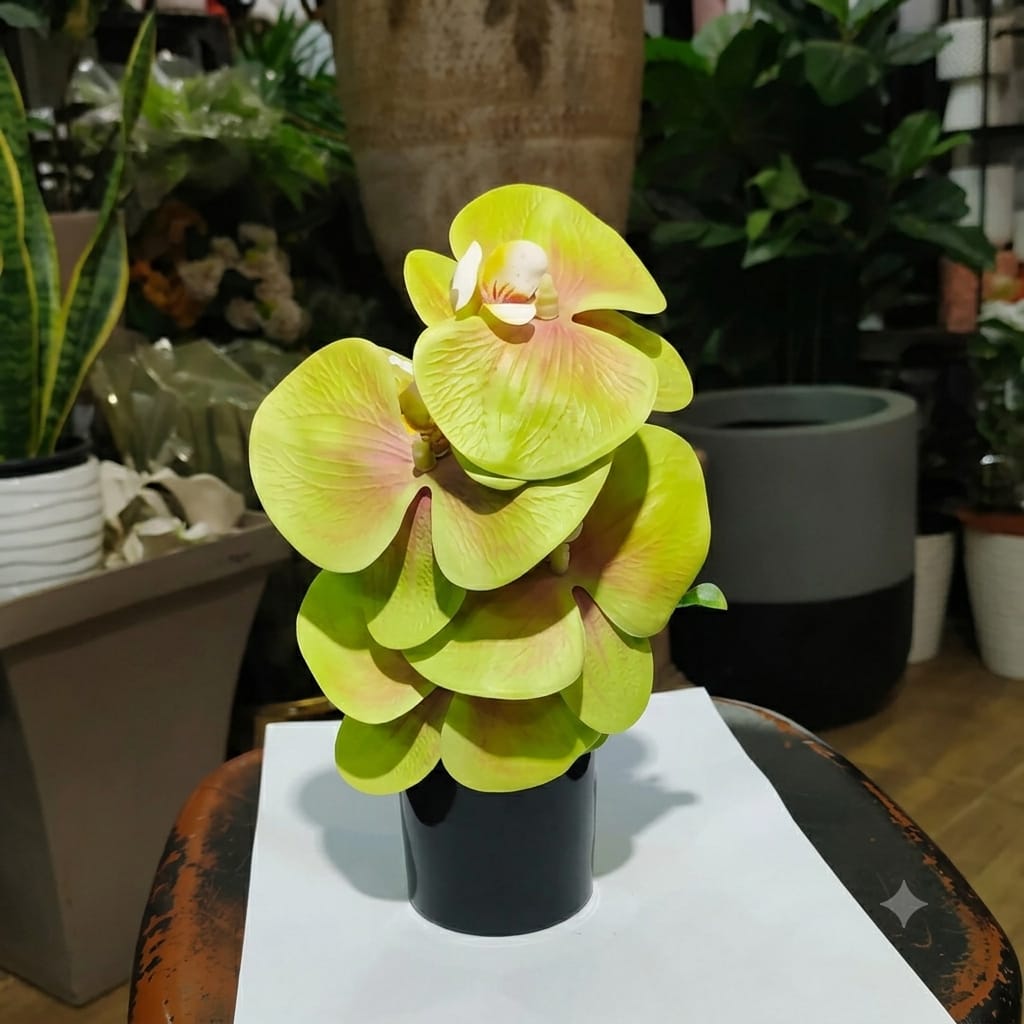 Mini Orchids