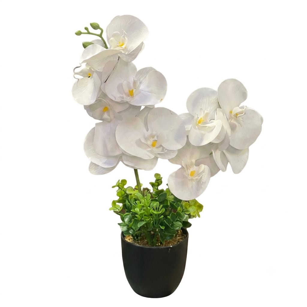 Orchids in Small Pot