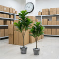 Badam Plant With Fiber Planter