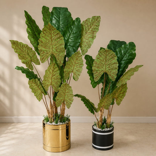 Betel leaf Plant