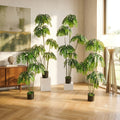 Tamarind Plant