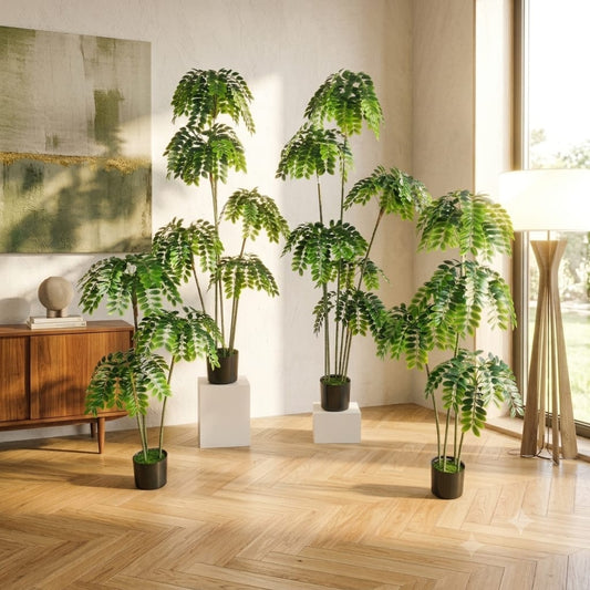 Tamarind Plant