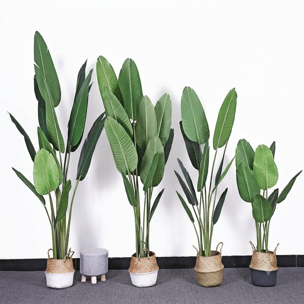 Banana Plant