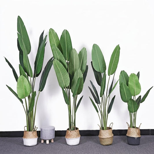 Banana Plant