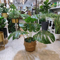 Monestera Plant with Cane Planter