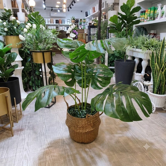Monestera Plant with Cane Planter