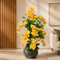 High Quality Orchid Plant Available With Fiber Planter