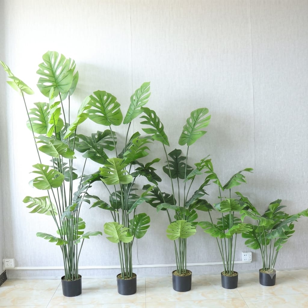 Monestera Plant with Cane Planter