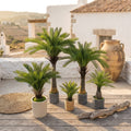 Kangi Palm With new Ribbed planter