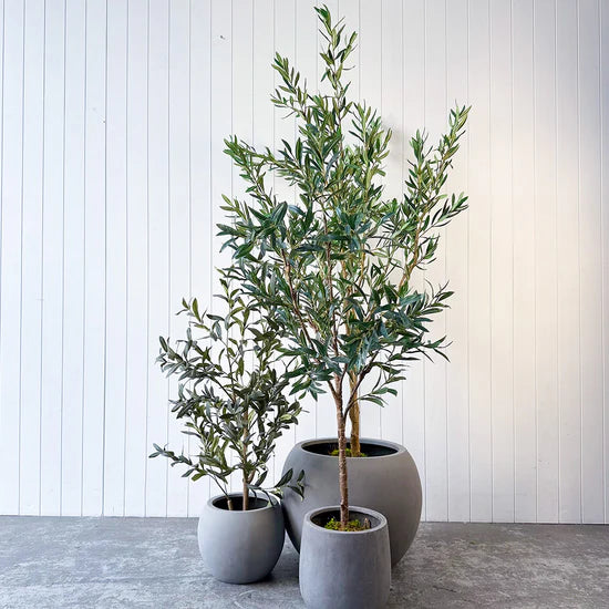 Olive Tree With Fiber Planter