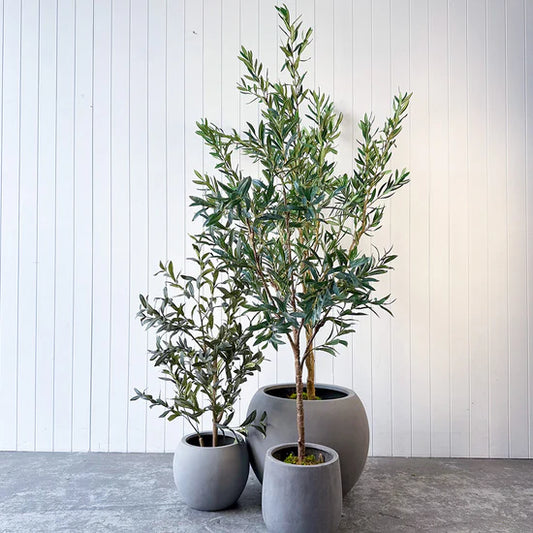 Olive Tree With Fiber Planter