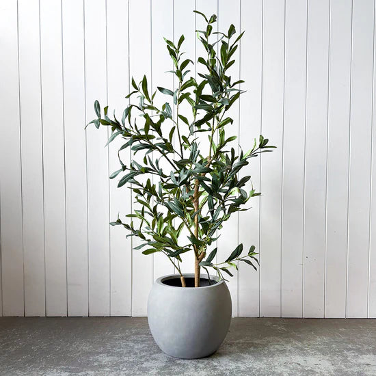 Olive Tree With Fiber Planter
