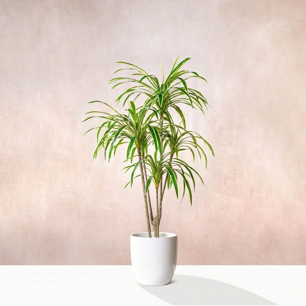 Variegated Dracena Plant