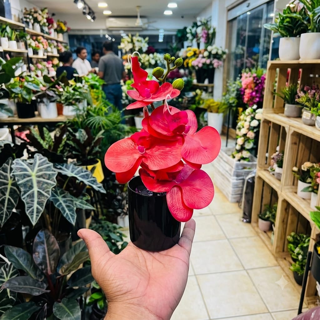 Mini Orchids