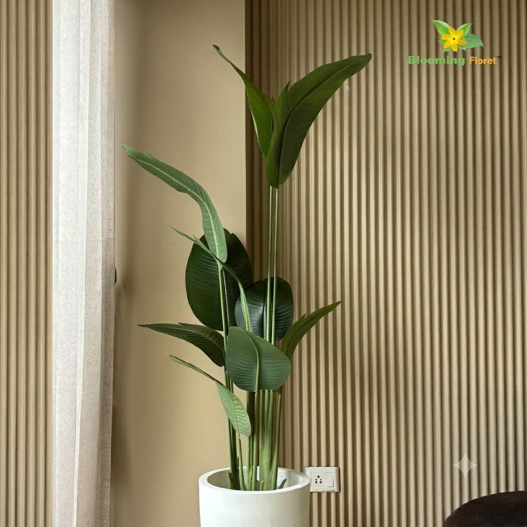 Rubber Banana Plant with Signature Fiber Planter