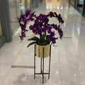 Orchids in Century Stands.
