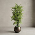 Fern Plant