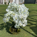Golden Check pot white Orchids