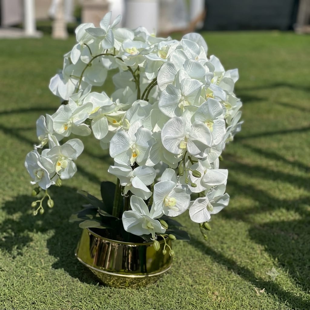 Golden Check pot white Orchids