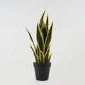 Premium Snake Plant (small)