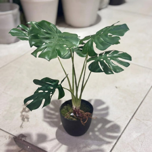 Mini Rubber Monestera