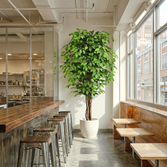 Ficus Tree