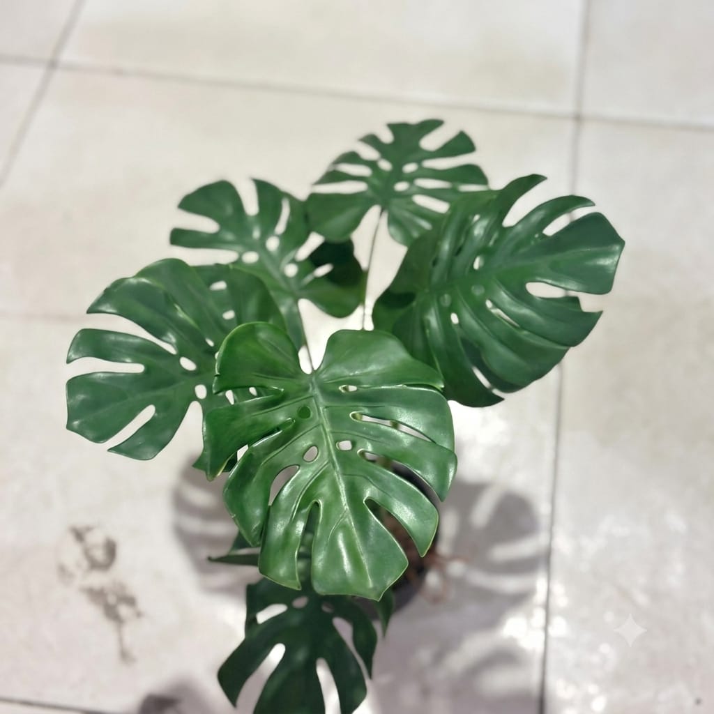 Mini Rubber Monestera