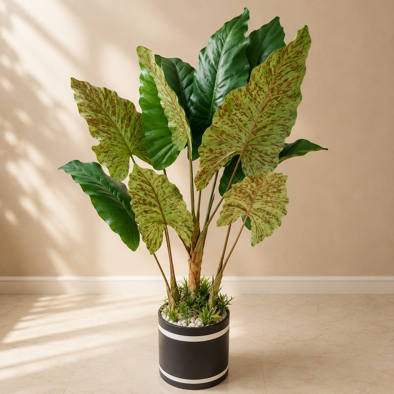 Betel leaf Plant