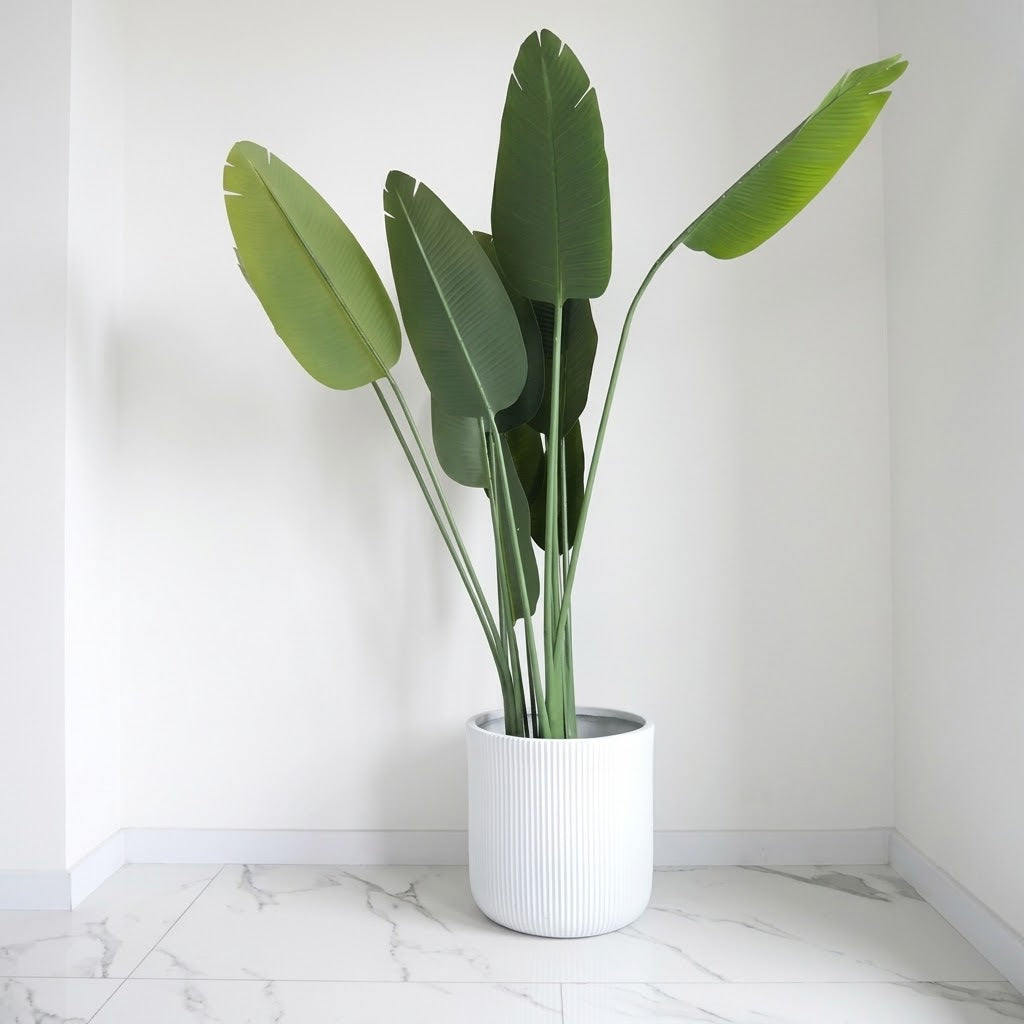 Rubber Banana Plant with Signature Fiber Planter