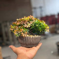 Mini Bonzai Pot