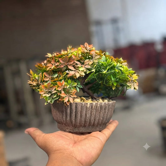 Mini Bonzai Pot