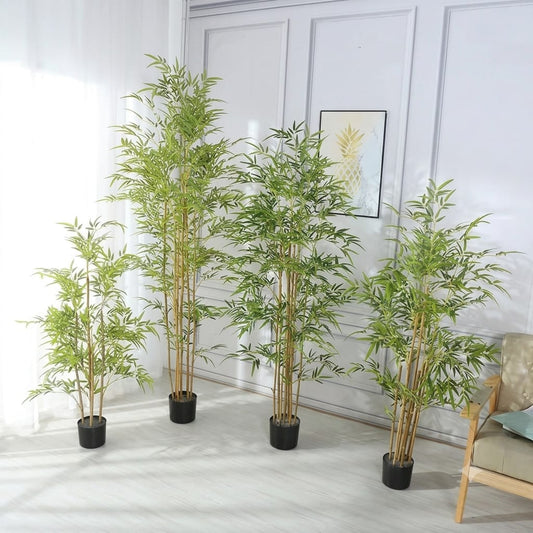 Bamboo Plant