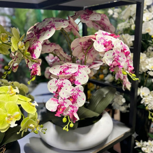 Premium Orchids Arrangements