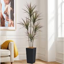 Exclusive Dracaena Plant with Fiber Planter