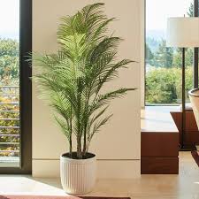 Palm Tree