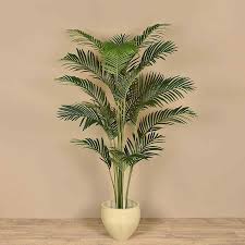 Palm Tree