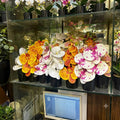 Mini Orchids