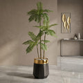 Fish Palm Plant