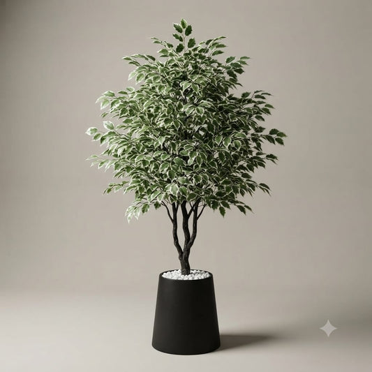 Shaded Ficus